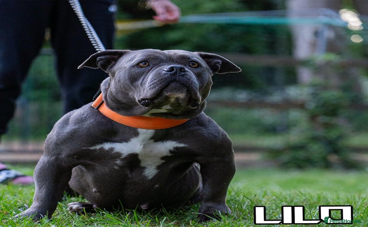 American Bully dogs - Advert 3