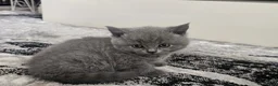 British Shorthair cats for sale: Blue british shorthair showcat kittens - Advert 6