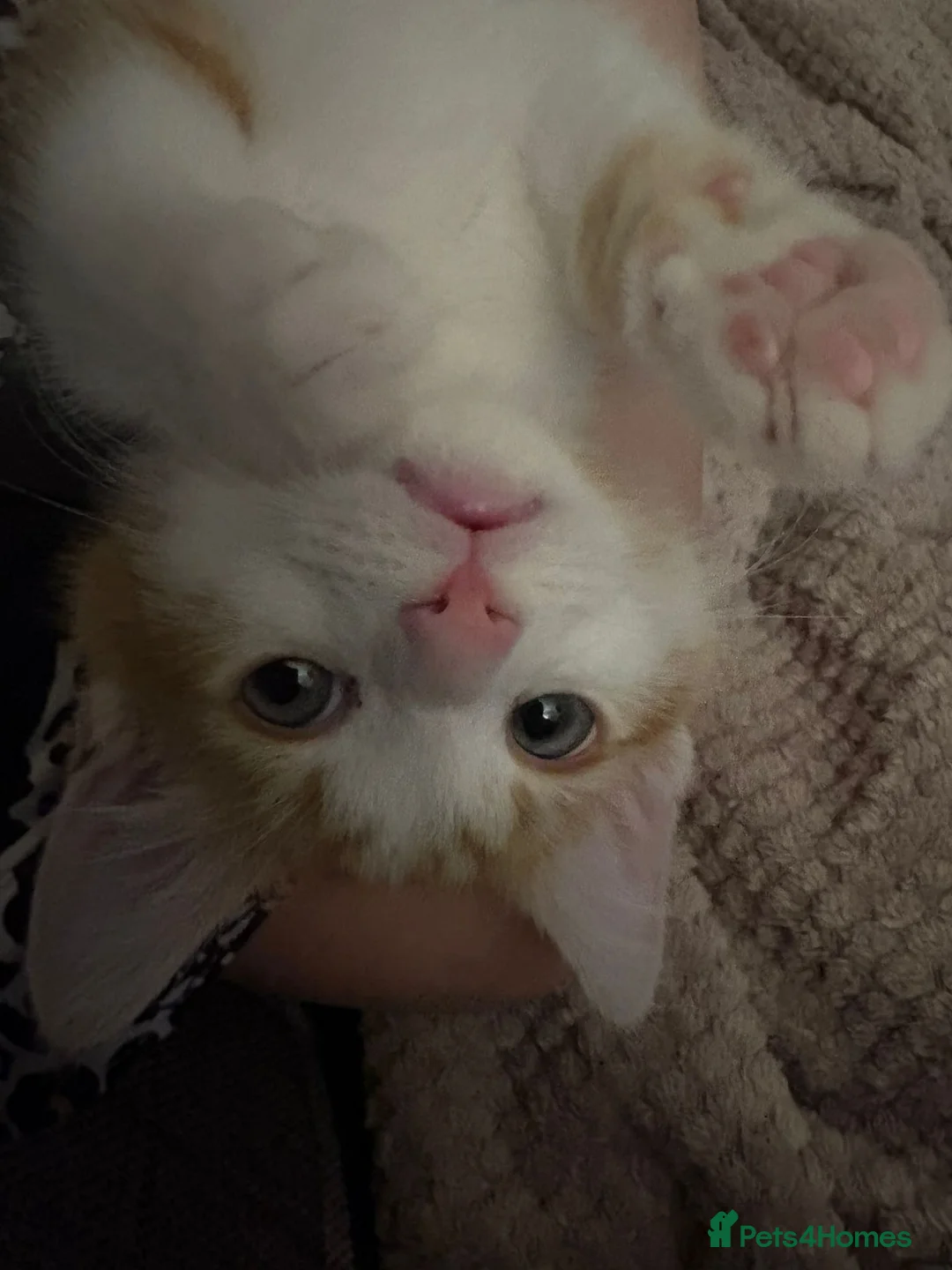 Mixed Breed cats for sale: 2 male ginger tabby kittens - Advert 4