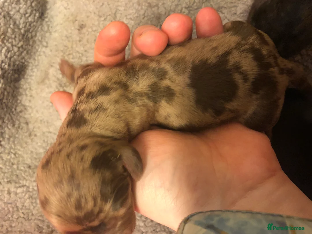 Miniature Dachshund dogs for sale: Miniature Dachshund Puppies - Advert 2