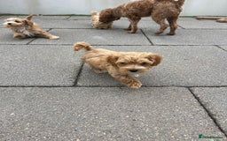 Maltipoo dogs for sale: A litter of 5 beautiful Maltipoo’s  - Image 9