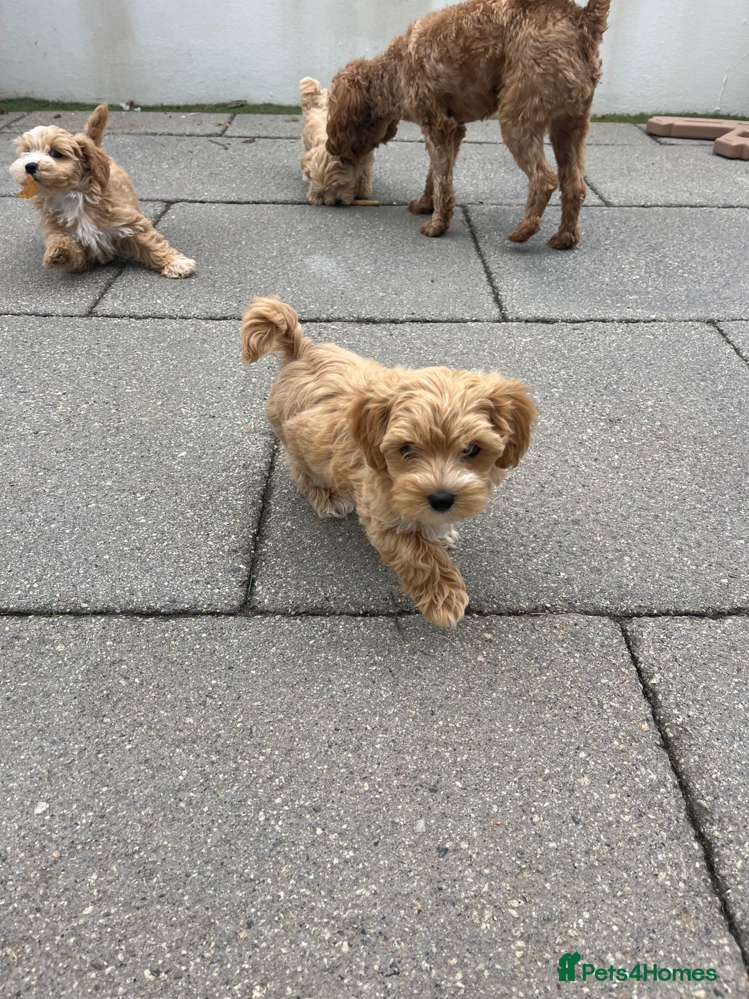 Maltipoo dogs for sale: A litter of 5 beautiful Maltipoo’s  - Image 9