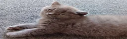 British Shorthair cats for sale: Beautiful Blue kittens  – TICA Reg, PKD Tested - Advert 13