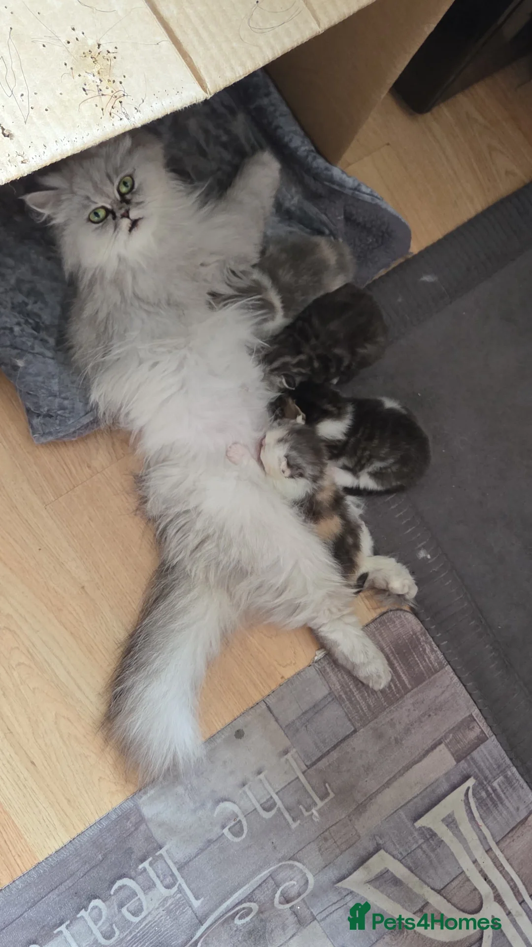 Persian cats for sale: Absolutely stunning Persian chinchilla kittens  in Oldham - Advert 2