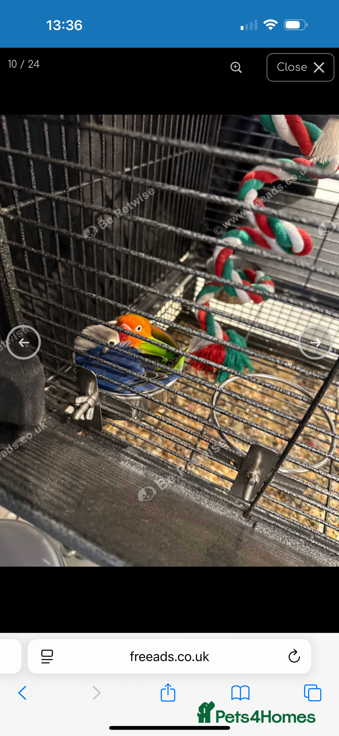 Lovebirds birds for sale: 2 beautiful love birds full set up  - Image 3