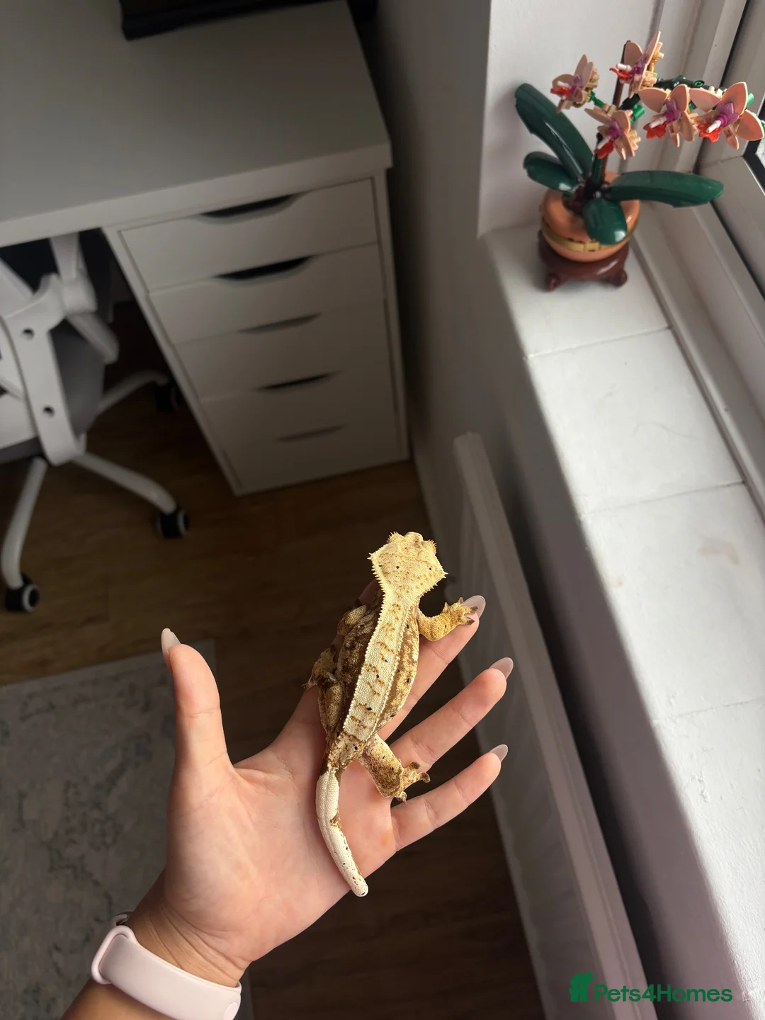 Gecko reptiles for sale: 2y/o Female Crested Gecko & Bioactive Vivarium - Advert 10
