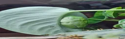 Frog reptiles for sale: Red-eyed tree frogs & established enclosure in Cambridge - Advert 4