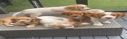 Cocker Spaniel dogs for sale: Red and Lemon & White Working Cocker Spaniels - Advert 18