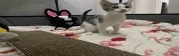 Mixed Breed cats for sale: Beautiful grey, white and tabby kittens for sale - Advert 4