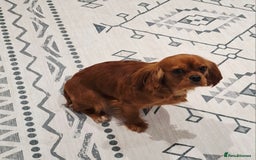 Cavalier King Charles Spaniel dogs for sale: KC REG Health tested parents 💙🩵 - Image 2