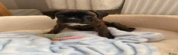 Boxer dogs for sale: Pedigree female bobtail - Advert 5