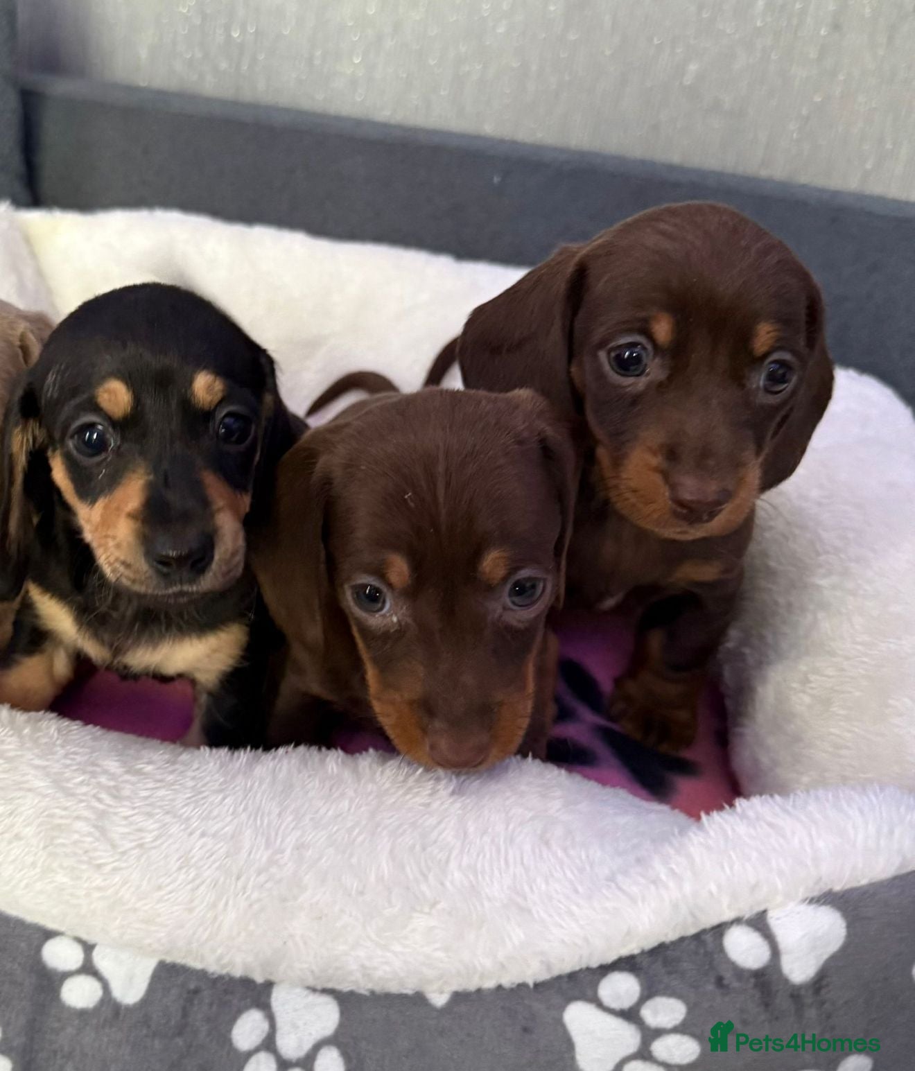 Dachshund dogs Gorgeous litter Only girls left🌈 - Advert 14