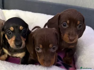 Dachshund dogs Gorgeous litter Only girls left🌈 - Advert 14