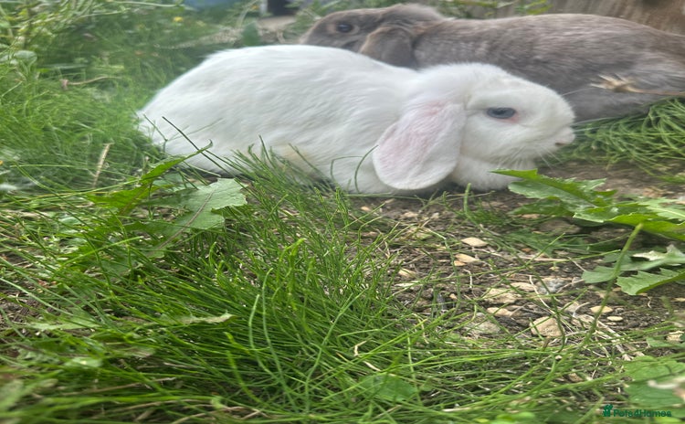Mini Lop rabbits - Advert 1