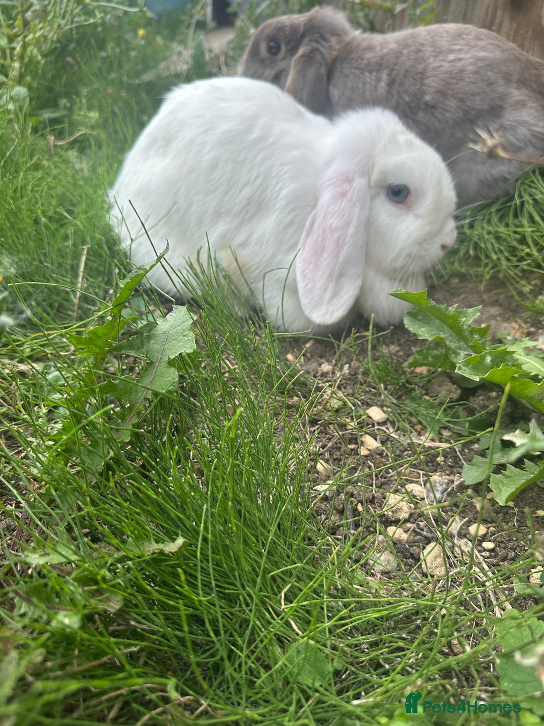 Mini Lop rabbits for sale: Rabbits for sale  - Image 1
