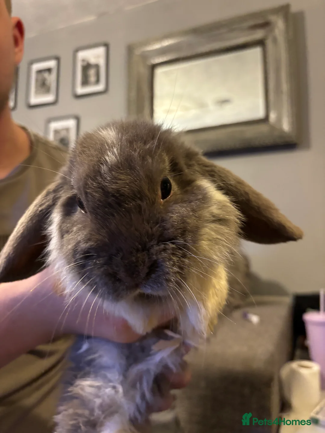 Mini Lop rabbits for sale: Litter of mini lops  - Advert 1