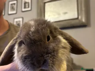 Mini Lop rabbits Litter of mini lops - Advert 3