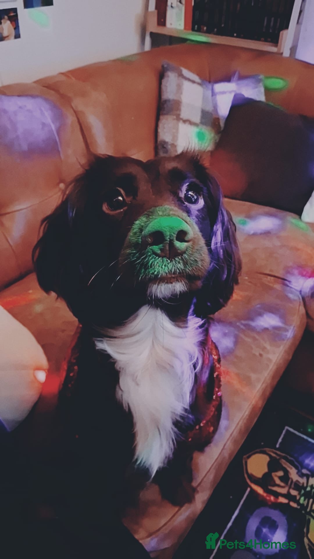 Sprocker dogs for sale: Female brown sprocker - Advert 1