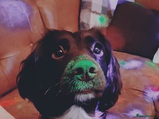 Sprocker dogs Female brown sprocker - Advert 1