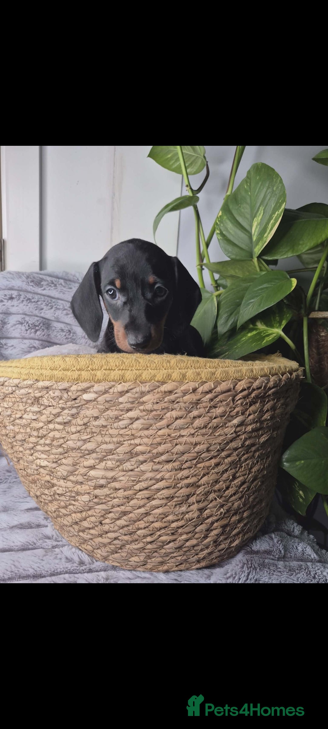 Miniature Dachshund dogs Miniature dachshund KC - Advert 18