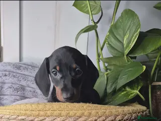 Miniature Dachshund dogs Miniature dachshund KC - Advert 18