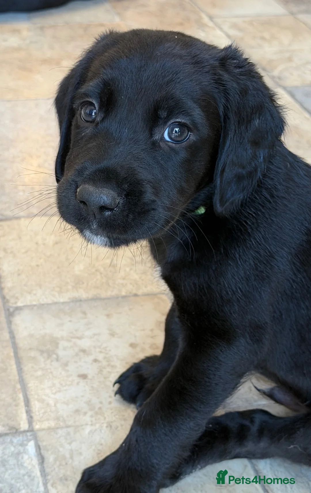 Cockerdor dogs for sale: 🐾 Gorgeous Cockerdor Puppies 🐾 - Advert 2
