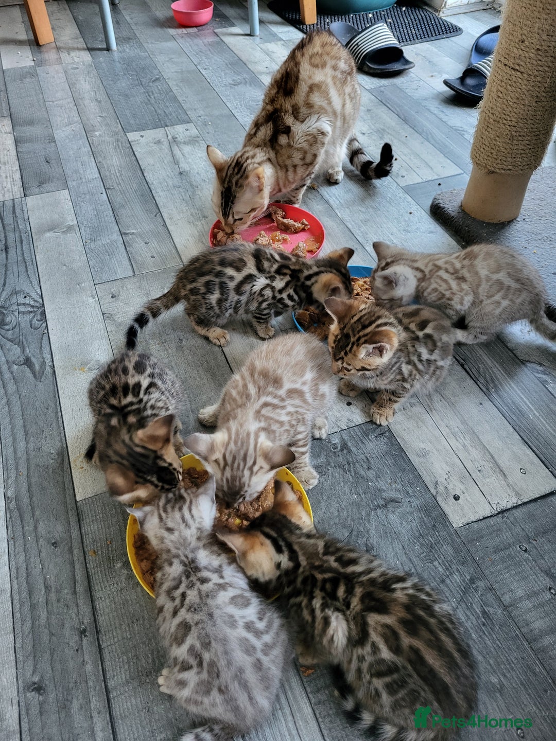 Bengal cats for sale: 7 Beautiful kittens are looking for a forever home - Image 16