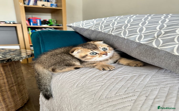 Scottish Fold cats - Advert 13