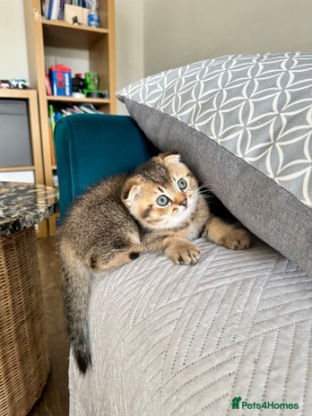 Scottish Fold cats - Advert 13