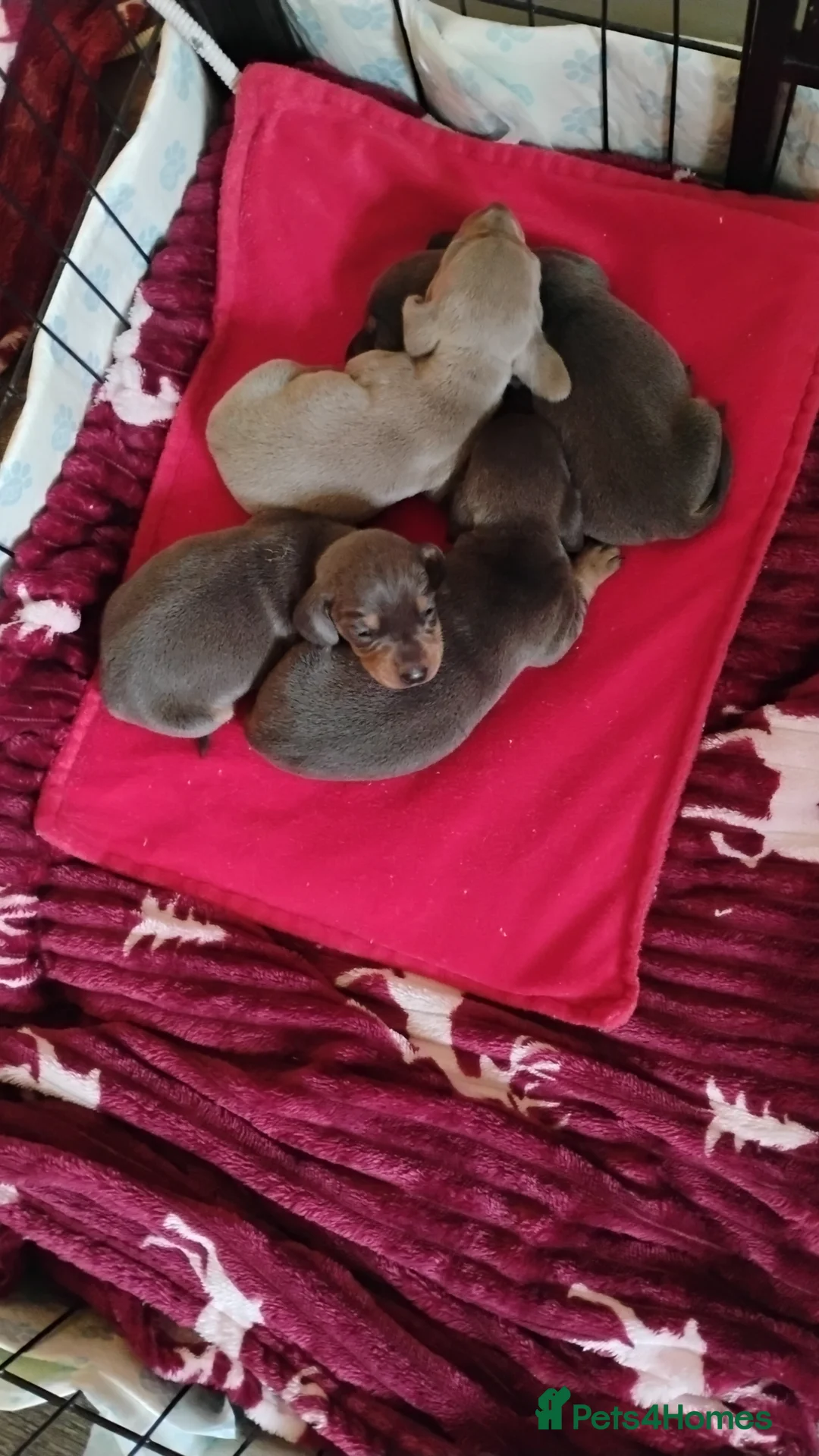 Miniature Dachshund dogs for sale: Miniature male and female pups  - Advert 12