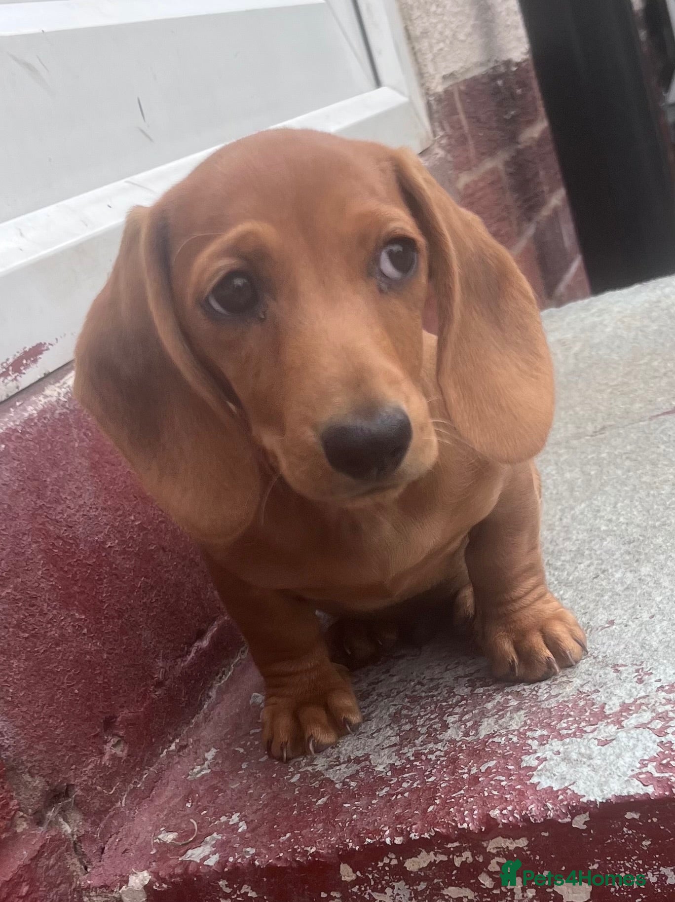 Miniature Dachshund dogs Miniature Daschund Boy - Advert 1