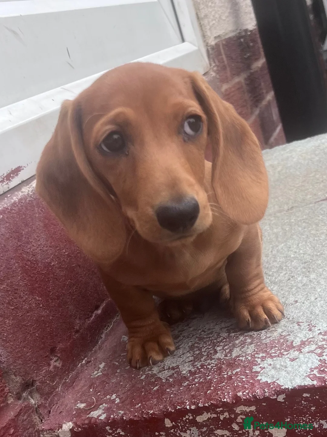 Miniature Dachshund dogs for sale: Miniature Daschund Boy - Advert 1