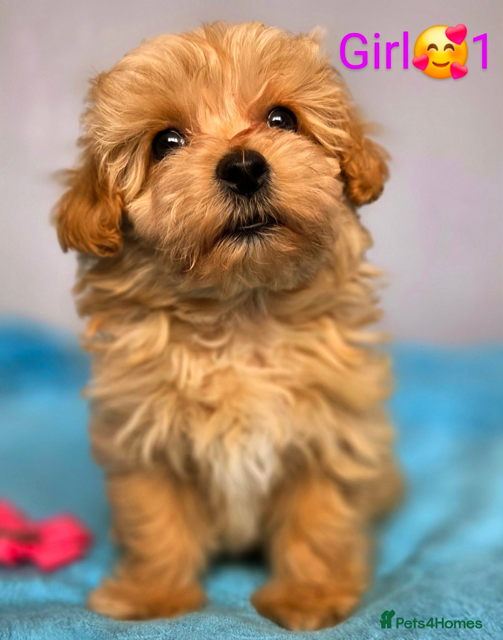 Maltipoo dogs Beautiful Maltipoo puppies - Advert 4