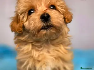 Maltipoo dogs Beautiful Maltipoo puppies - Advert 4