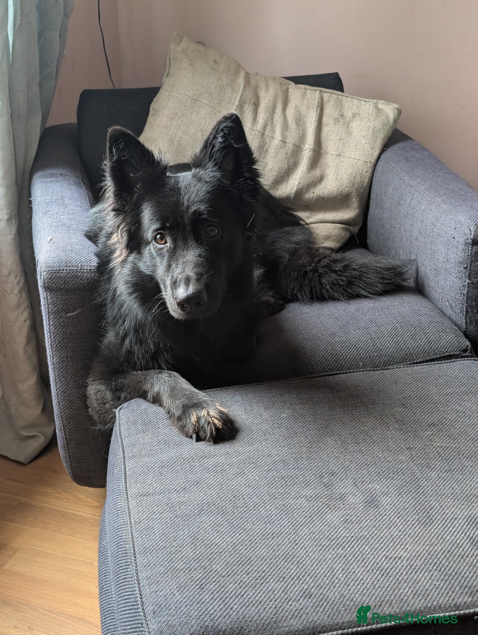 German Shepherd dogs 2year old female German shepherd  - Advert 14