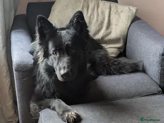 German Shepherd dogs 2year old female German shepherd - Advert 14