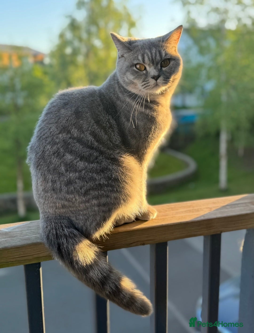 British Shorthair cats for sale: Beautiful BSH Cats Brother and Sister  - Image 8