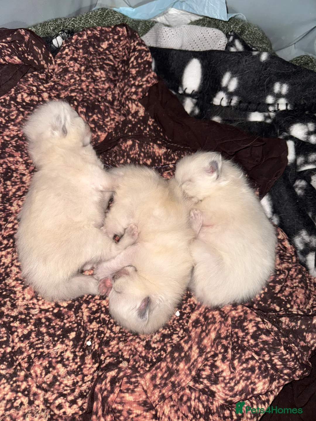 Ragdoll cats for sale: Bluepoint ragdoll- all reserved  - Advert 3