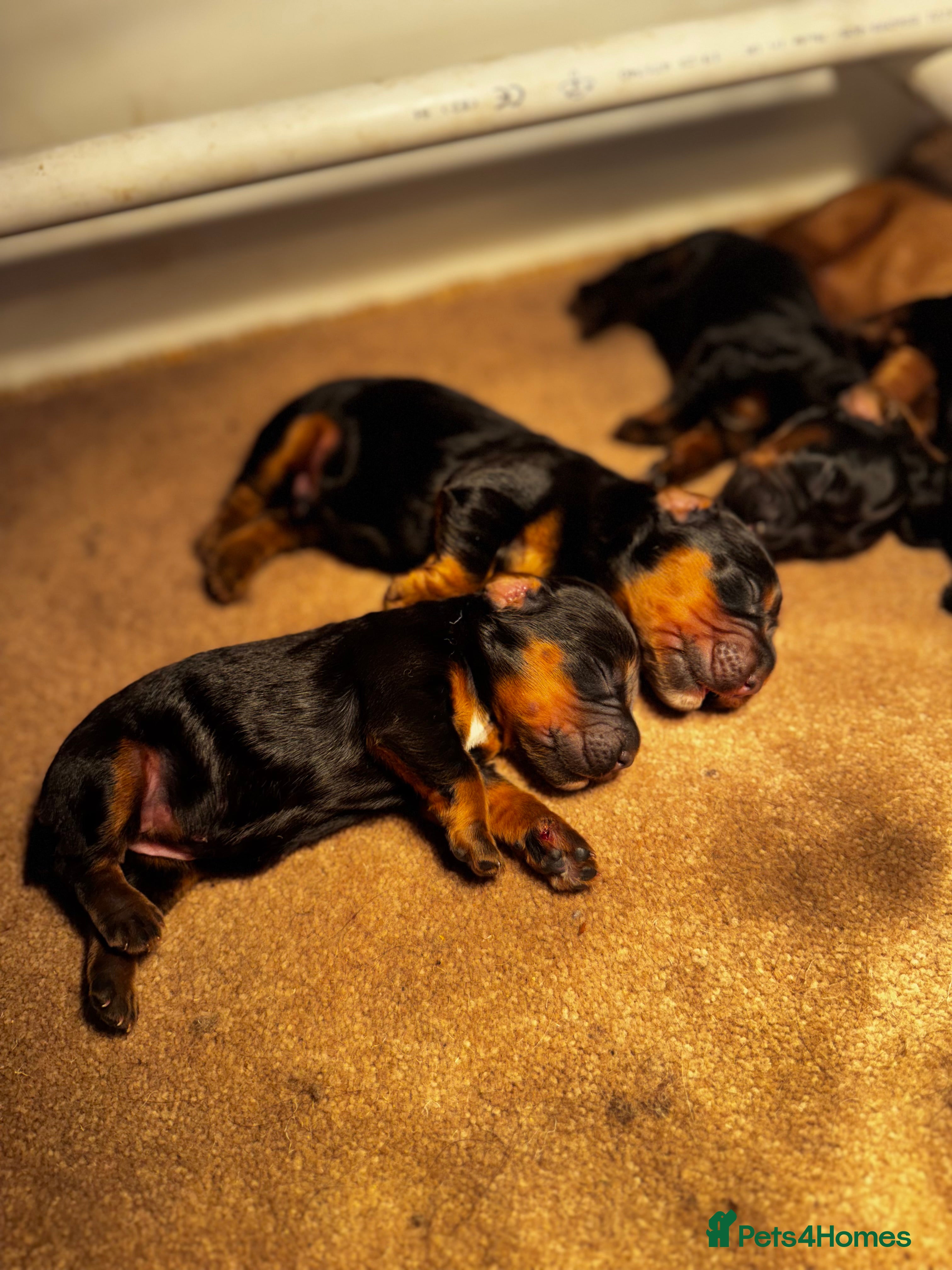 Cocker Spaniel dogs Working Cocker Spaniels - Advert 1