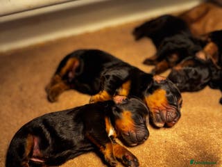 Cocker Spaniel dogs Working Cocker Spaniels - Advert 6