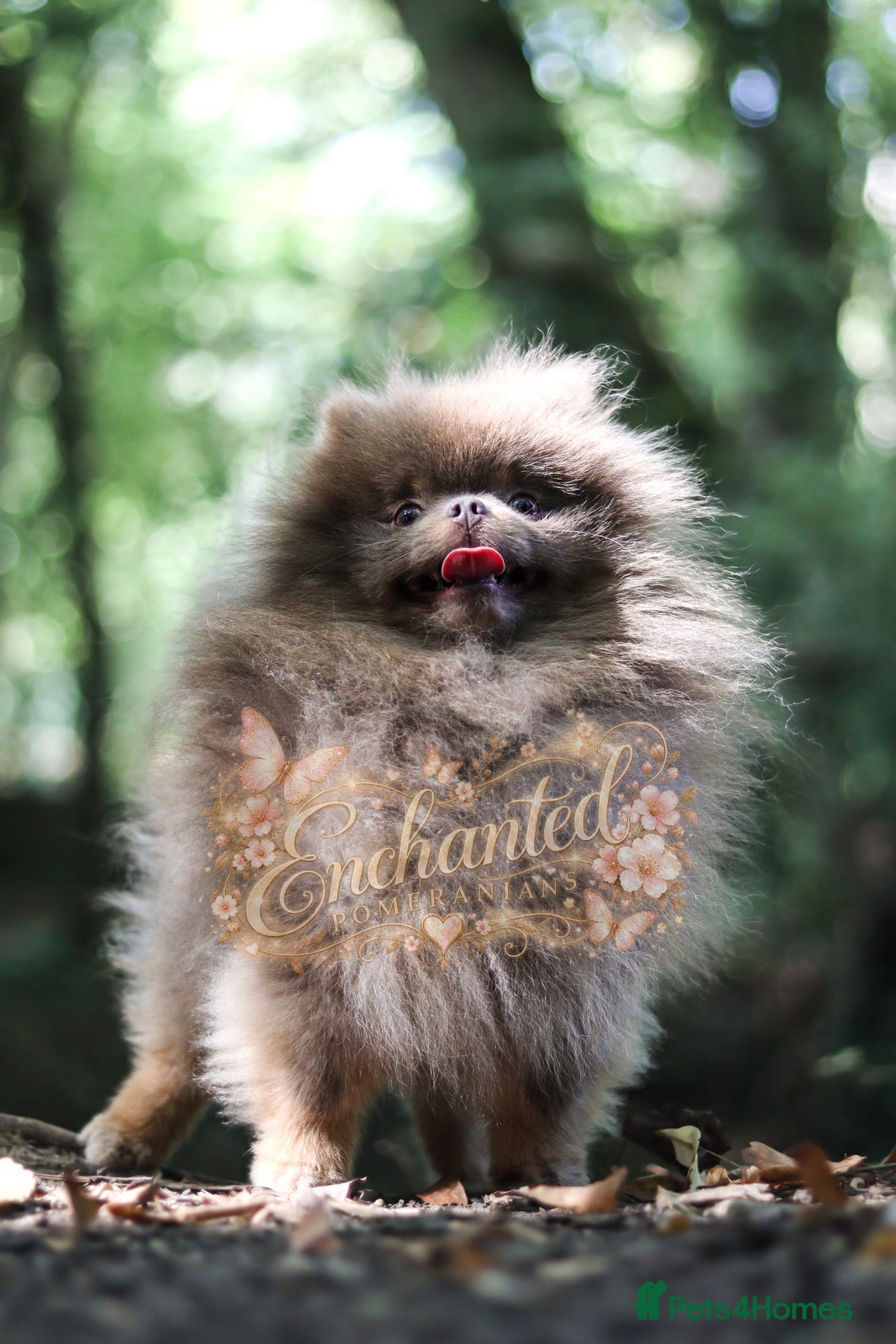 Pomeranian dogs TINY DNA Tested KC Reg Lilac & Tan Stud  - Advert 2