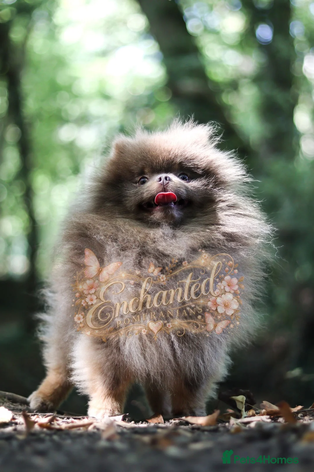 Pomeranian dogs for stud: TINY DNA Tested KC Reg Lilac & Tan Stud  - Advert 2