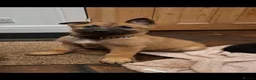 Mixed Breed dogs for sale: Belguim Malinois Puppies  - Advert 9