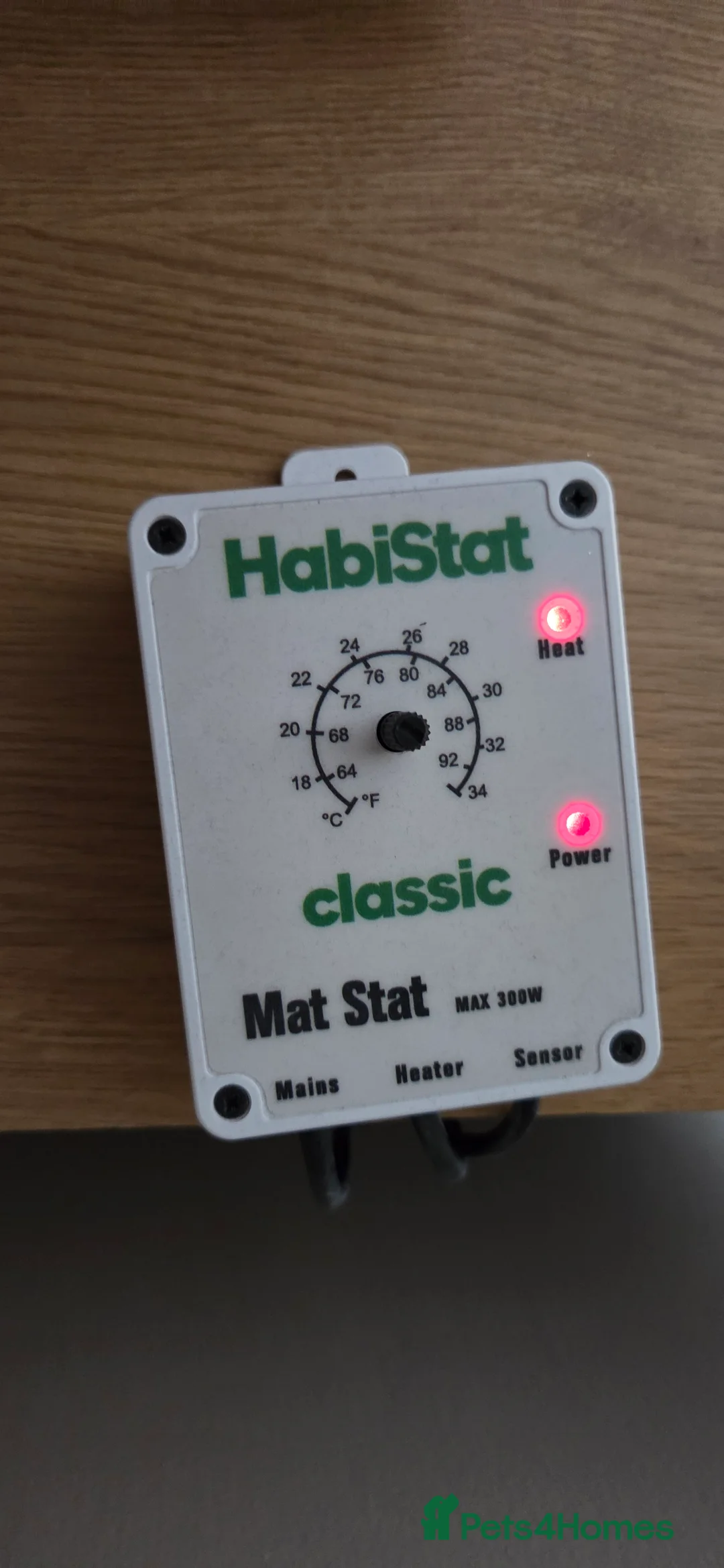 Python Snake reptiles for sale: Banana royal python  - Advert 9