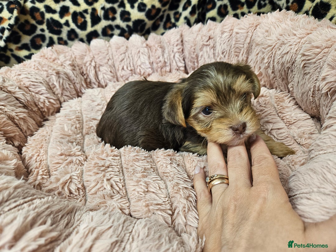 Yorkshire Terrier dogs for sale: 🤎 DNA tested parents 🤎 1 girl, 1 boy - Advert 9