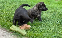 Mixed Breed dogs for sale: Weeranian Pups - Image 16