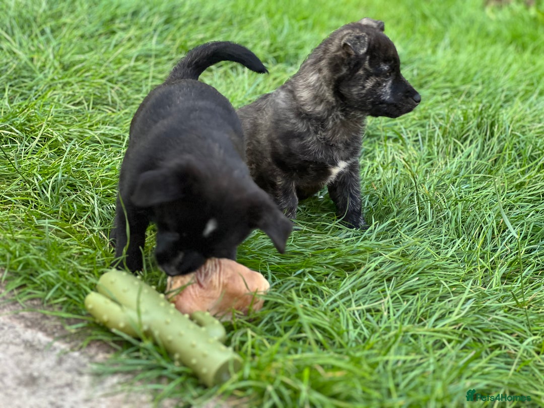 Mixed Breed dogs for sale: Weeranian Pups - Image 16