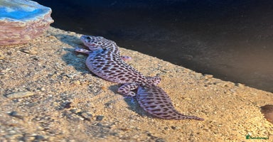 Leopard Gecko reptiles - Advert 4