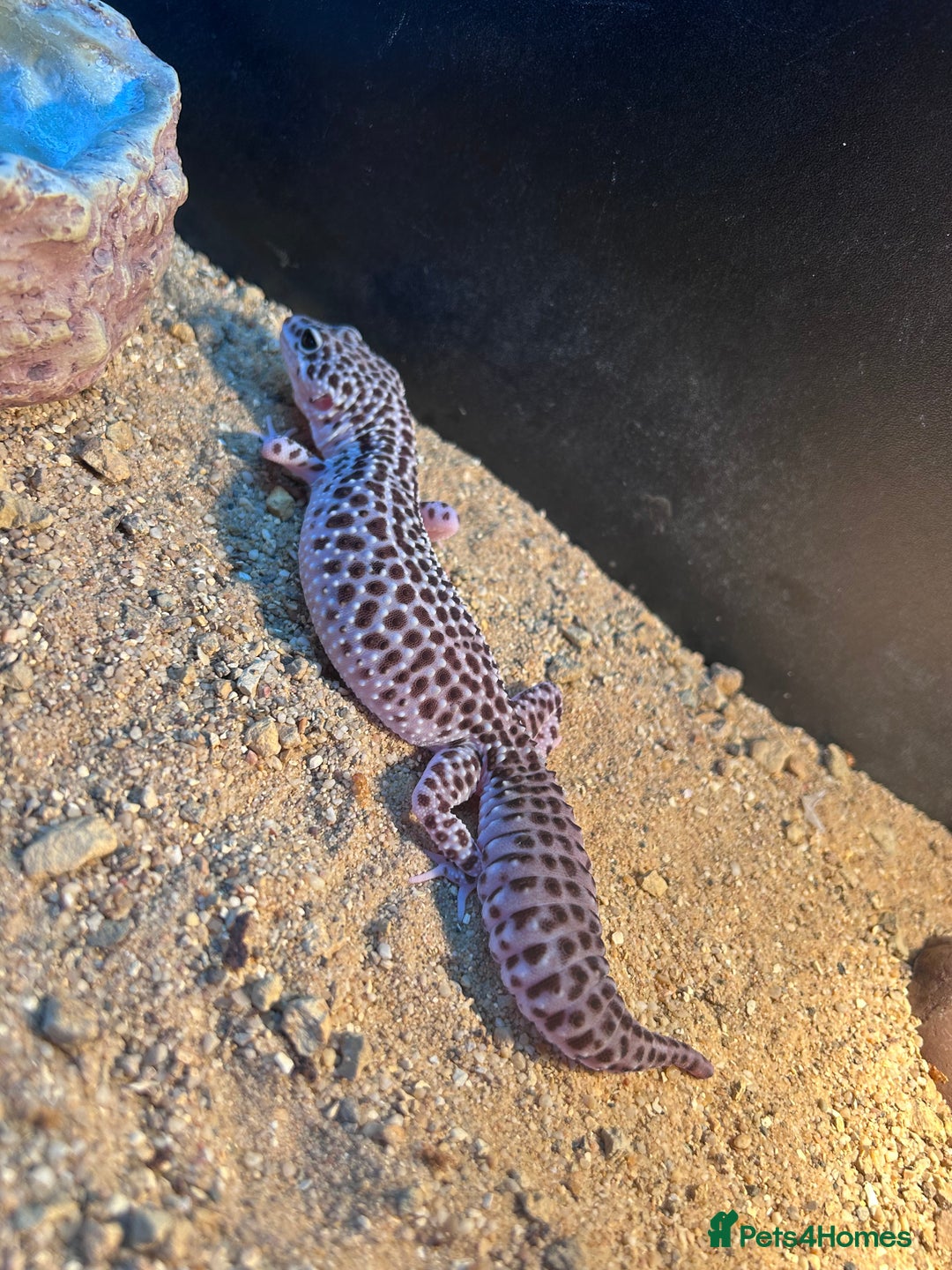 Leopard Gecko reptiles for sale: Leopard geckos  - Image 3