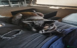 Mixed Breed cats for sale: 3 beautiful cats for re-home  - Image 4